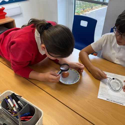 Dissecting eggs